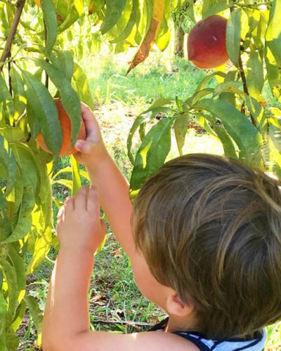 young boy picking a peach off a peach tree in oklahoma