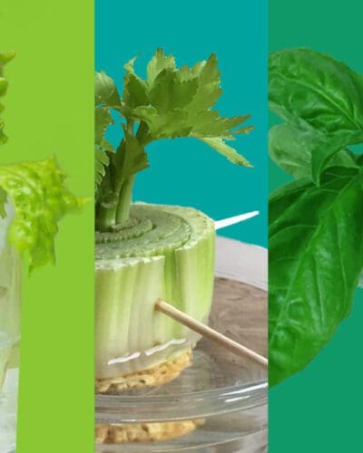 Starting From Scraps: 4 Veggies You Can Re-Grow