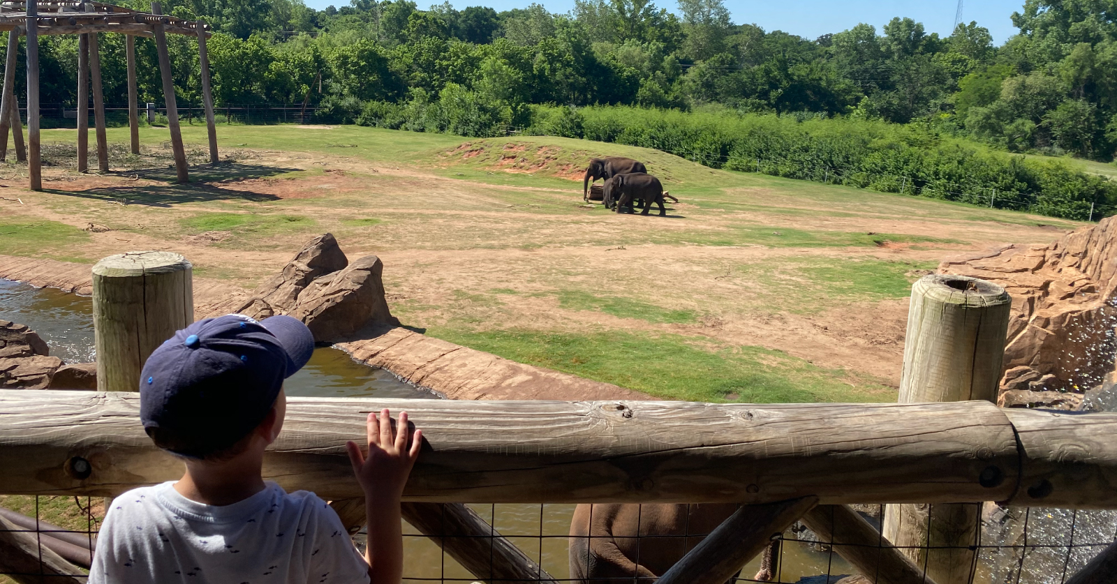 A young boy in a navy cap pointing toward two elephants roaming a large open habitat at the OKC Zoo on a sunny day.