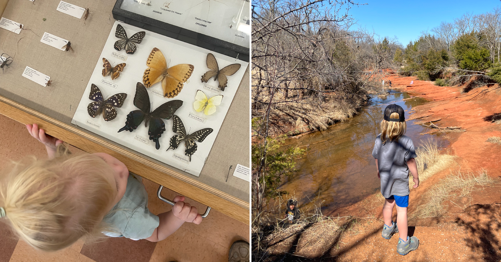 A split image showing two children exploring nature — on the left, a toddler examines a museum display case of pinned butterflies and insects; on the right, a child in a gray shirt and cap stands on red dirt overlooking a creek on a sunny day.