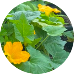 Bright yellow squash blossoms opening among large green leaves in a garden.