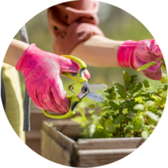 Gloved hands using garden shears to trim a leafy herb plant in a wooden raised bed.