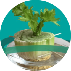 A cut celery base sprouting new green leaves in a shallow dish of water.